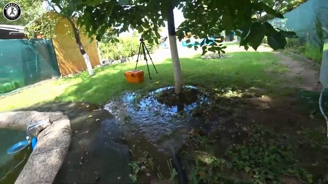 Зеленая вода в пруду. Пруд на даче с рыбой своими руками смотреть онлайн