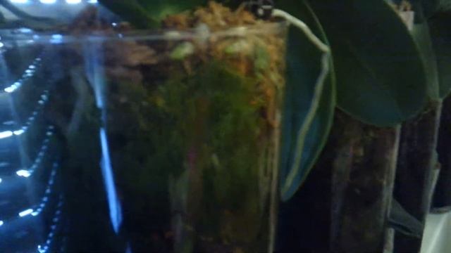 Орхидеи на серверном окне, закрытая система смотреть онлайн