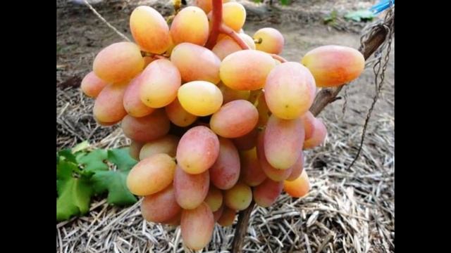 ВИНОГРАД ЮЛИАН смотреть онлайн