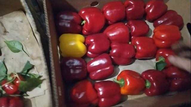 Готовлюсь на НОЧНОЙ БАЗАР. Но это не жизнь. Везем СВЕТЛОФОР огромные ПЕРЦЫ ГЕРКУЛЕС И СПРИНГБОКС. смотреть онлайн
