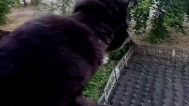 Бешеный кот Блейд чуть не выпал из окна, придурок... смотреть онлайн
