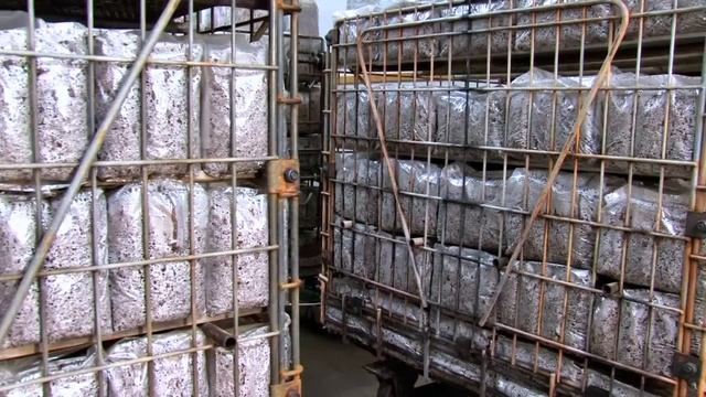 ExHale CO2 Bags - The Original CO2 Bag!!