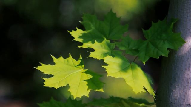 Футаж — Листья канадского клена. Канадский клен. Футажи (footage) красивая природа [FullHD] смотреть онлайн