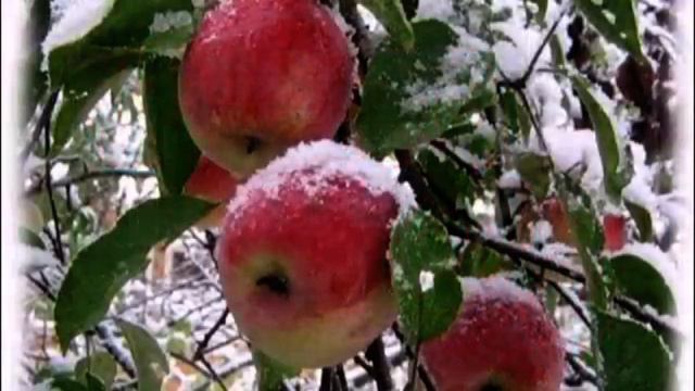 "Яблоки на снегу" поёт Хван Зинаида. смотреть онлайн