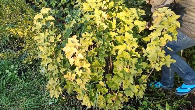 Как обрезать смородину осенью чтобы не потерять урожай. смотреть онлайн