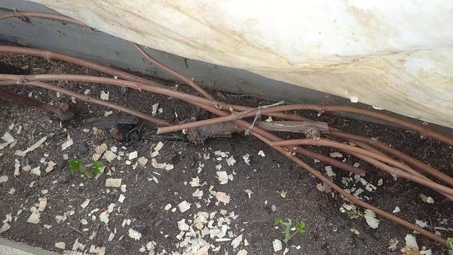 30.04.2022. чбз, бчз, памяти Домбковской. просыпается позже ? смотреть онлайн