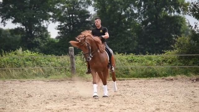 Красивая испанская лошадь - вот это красота!!! смотреть онлайн