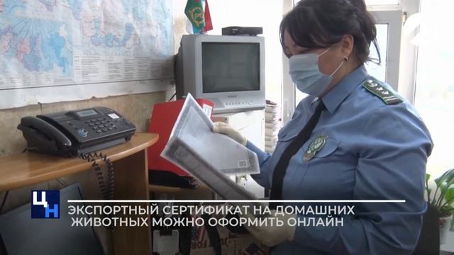 Владельцы домашних животных могут оформить заявку на выдачу экспортного сертификата онлайн смотреть онлайн