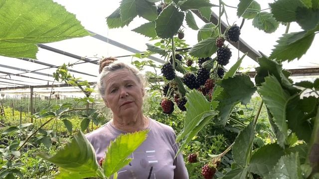 Ежевика в Сибири -мечта или реальность?