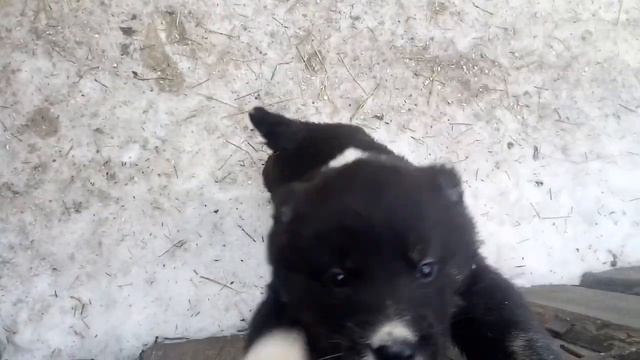 Щенки Хайбар х Чинор 35 дней