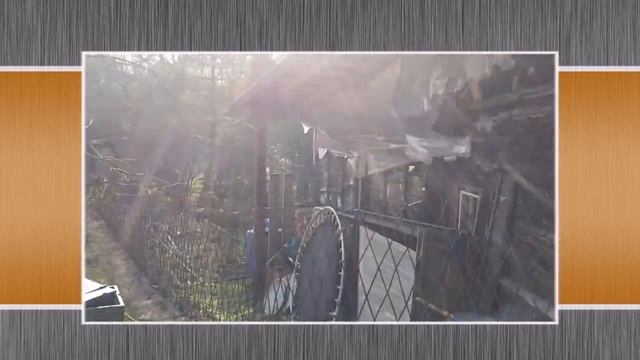 Компания ПАВИВА .Посадка живой изгороди из ива , под 45%, в апреле 2020 года, сорт древовидный! смотреть онлайн