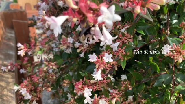 Bees Pollinating Flowers Of Abelia Grandiflora