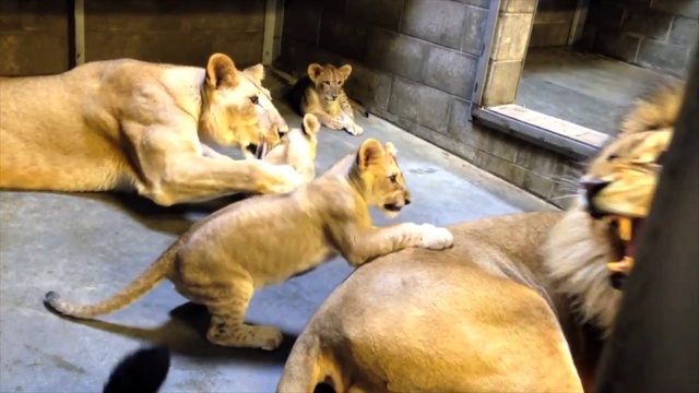 Lion Cubs Meet Dad - Cincinnati Zoo смотреть онлайн