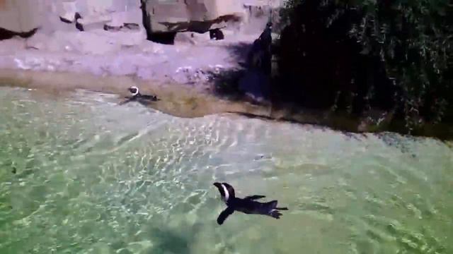 Zoologischer Garten Berlin (Берлинский зоопарк) смотреть онлайн