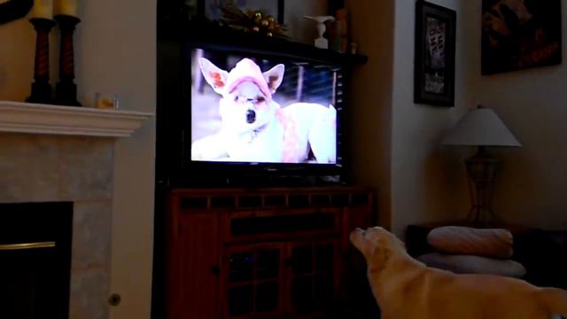 Dakota watching Beverly Hills Chihuahua 12/2/10 (pt 3) смотреть онлайн
