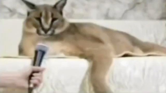 ШОК!!, Арабский Каракал ШЛЁПА!@!@!@!@! смотреть онлайн