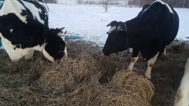 Когда еще не понял что твой клад уже кто-то нашел... смотреть онлайн