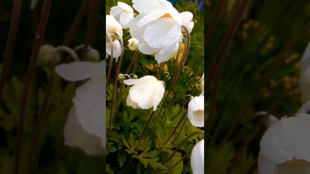 Анемона - Ветреница смотреть онлайн