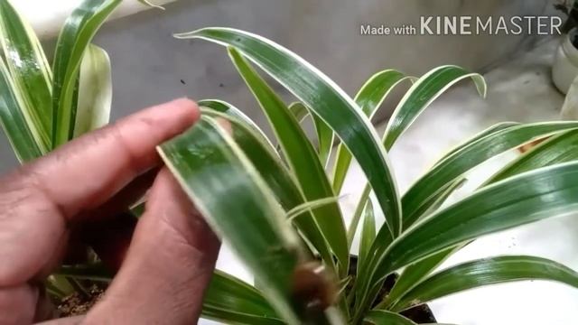Chlorophytum Comosum#spider Plant#best Monsoon Plant#my Gardens Beauty