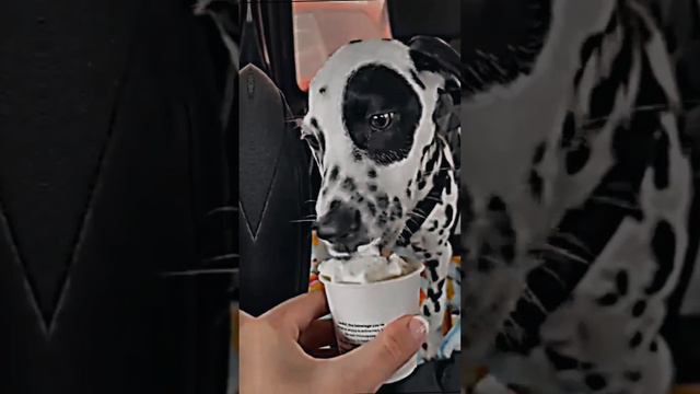 Далматинец.Мой тг канал:Эдиты с собаками🐕🦺