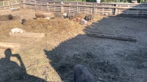 Содержание свиней в загоне
