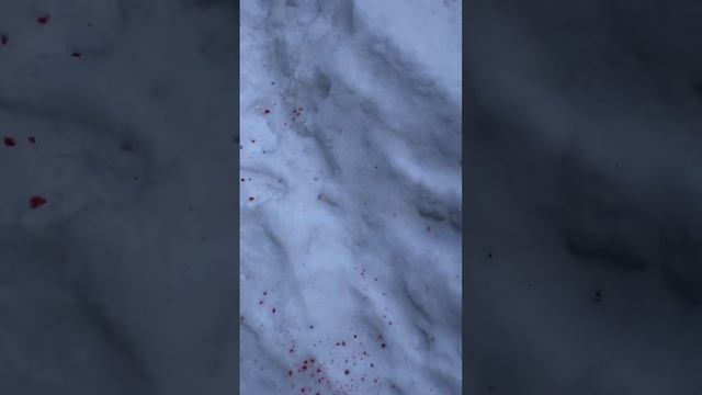 Шипы на мотоцикл kayo #мотоцикл #питбайк #dtp #авария #упал #мотоциклзимой #kayo #bse #прохват #hot смотреть онлайн