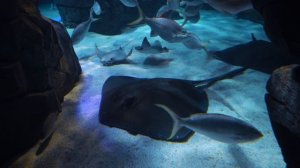 4K Аквариум микс рыб и Расслабляющая без звука - Плейлист Нон-Стоп 403.