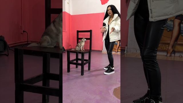 УРА! У нас Щенок МИНИ ХАСКИ! смотреть онлайн