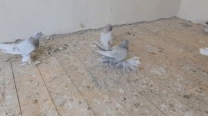 Бойные столбовые, винтовые голуби Тасманы Бегзода Иброхимова, Узбекистан, Ташкент, Алмалык. Pigeons