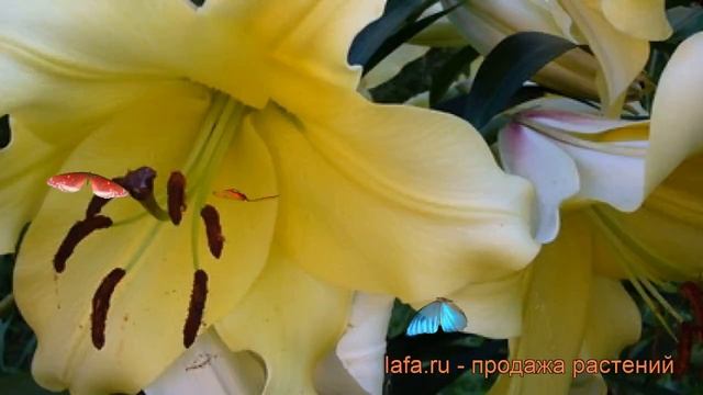 Лилия от-гибрид Лесото ? от-гибрид лилия Лесото обзор: как сажать, луковицы лилии Лесото смотреть онлайн