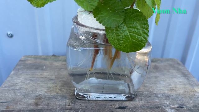 Thử nhân giống cành cây trong nước | Beautiful blue potted plants смотреть онлайн