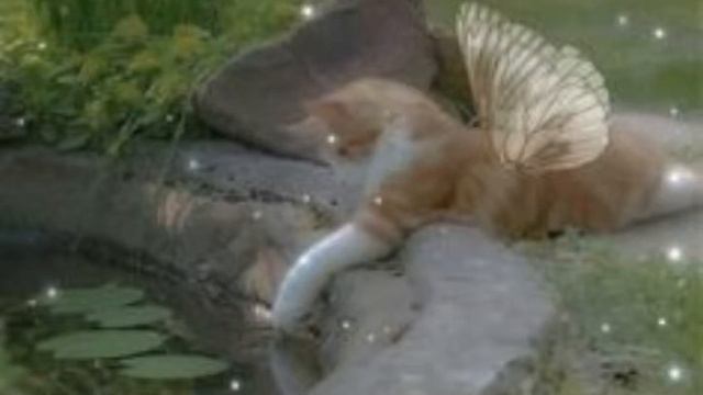 кис кис кис женщина сюрприз