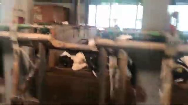 Нетели голштинской породы SD 480p смотреть онлайн