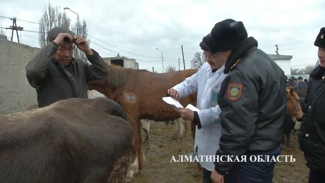 Полиция выявила ввоз скота без разрешительных документов смотреть онлайн