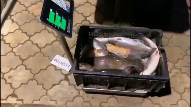 Улов на тачке!!!Клевое Место д.Савельево смотреть онлайн