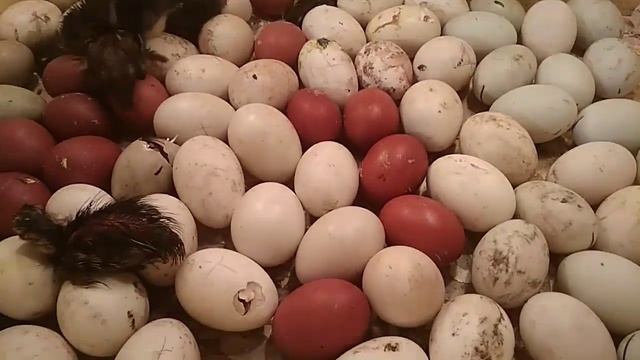 Как часто поворачивать яйца в инкубаторе?... Эксперимент.