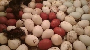 Как часто поворачивать яйца в инкубаторе?... Эксперимент.