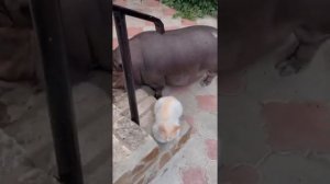 Кабан Мэни встретил своего брата и был ШОКИРОВАН РАЗМЕРОМ ??