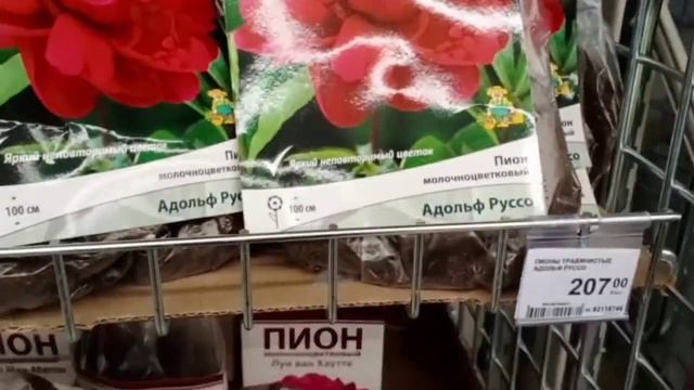 Лианы, каллы, пионы травянистые в Леруа Мерлен Пскова смотреть онлайн