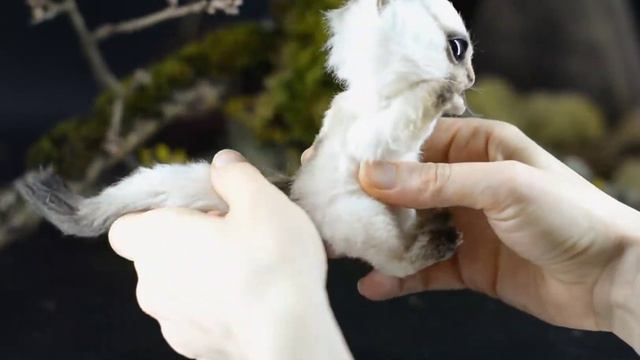 Sugar glider смотреть онлайн