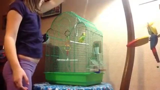 Наш попугайчик смотреть онлайн