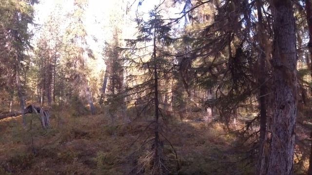 Кадр охоты с карело -финскими лайками 2021. 1 часть. смотреть онлайн