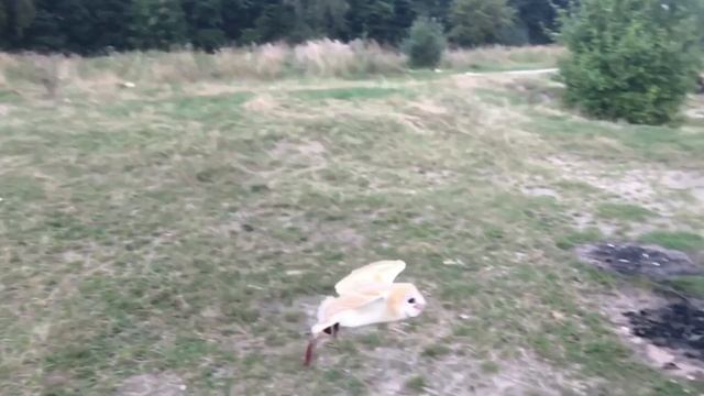 Тренировка сипухи смотреть онлайн