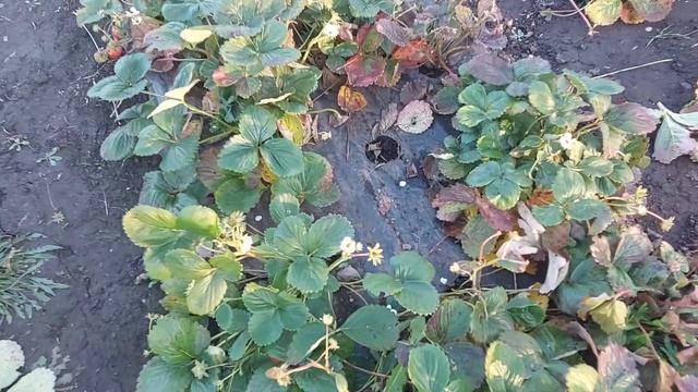 Не сделайте эту ошибку при посадке клубники, иначе потеряете много кустов... смотреть онлайн