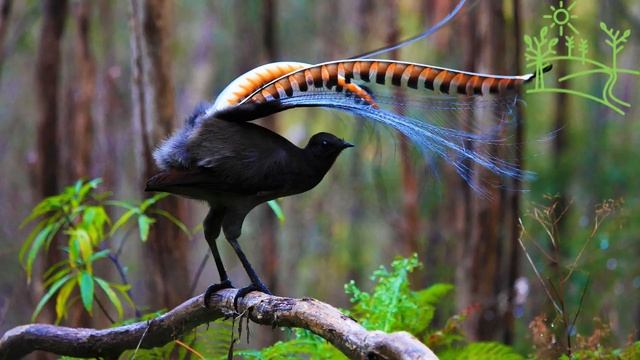 Голоса птиц Как поёт Лирохвост Птица лира Menura.mp4 смотреть онлайн