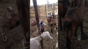 Тимпанол-скорая помощь для коз!!