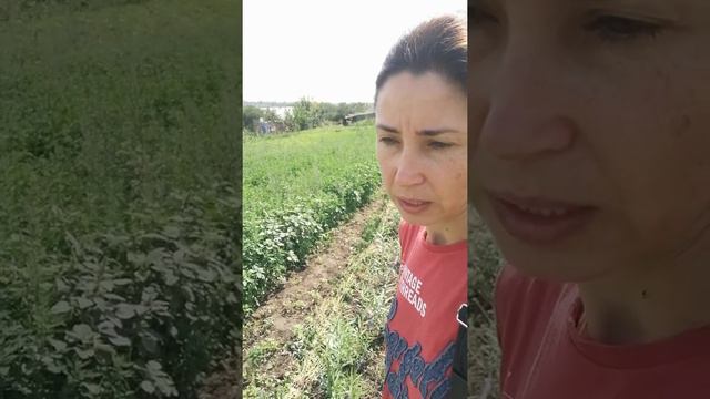 Сынок, хвастаюсь черенками лозы и тем что получилось в результате, наши планы. смотреть онлайн