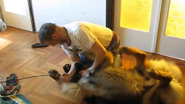 Fight with my Leonberger смотреть онлайн