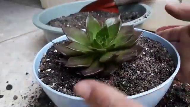 ECHEVERIA BLACK PRINCE, REPLANTIO,ADUBAÇÃO E REGAS. смотреть онлайн