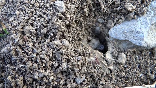 Messor structor степной муравей-жнец. смотреть онлайн